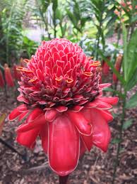 Image result for Etlingera elatior