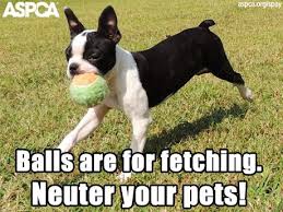 Search out neuterneuterland for 200+ spay neuter slogans from the humor us,. Aspca What Do You Think Of Our New Spay Neuter Memes Click Here To Share Your Favorite One Http On Fb Me Weuear Facebook