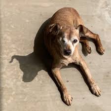 Peters relocated to beautiful prescott, arizona, eager to begin her new employment with prescott animal hospital. Premier Pet Hospital 19 Photos 10 Reviews Veterinarians 3322 N Glassford Hill Rd Prescott Valley Az Phone Number
