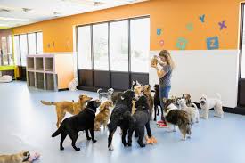 How to Prepare Your Dog for Their First Daycare Visit