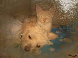 Together, we've saved over 8.5 million pets through adoptions. Pet Adoption Events In Arizona Home Facebook