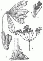 Image result for Musanga