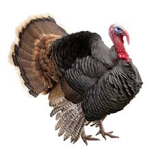 Wind apparently propels turkey through law firm window