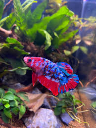 Betta Fish He Was Born A Model In 2020 Betta Fish Betta Fish