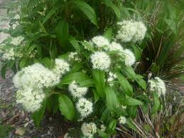 See more ideas about flowering shrubs, shrubs, plants. Angus S Top Ten Australian Plants For Perfume And Scent Gardening With Angus