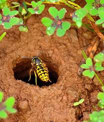 Yellow jackets (vespula spp.) are more aggressive than other stinging insects, such as wasps, hornets or bees, and will vigorously defend their nests. Yellow Jackets Hornets Ak Pest Control