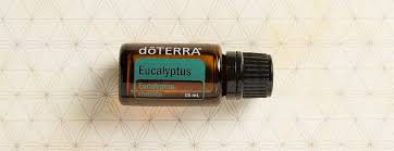 Health benefits and uses of eucalyptus. Eucalyptus Oil Uses And Benefits Doterra Essential Oils DÅterra Essential Oils