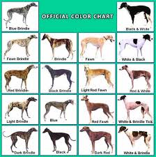 Best Questions About Greyhounds Doggypure Com
