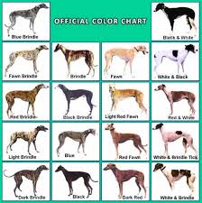 best questions about greyhounds doggypure com