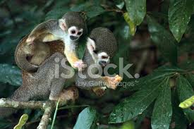 Maybe you would like to learn more about one of these? Eichhornchen Affe Im Amazonas Regenwald Stockfotos Freeimages Com