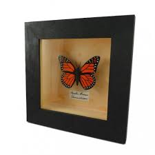 If so, you have a light and playful nature about you, often fluttering lightly in the wind. Orange Black Faux Monarch Butterfly Box Frame Savousepate
