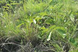 Image result for Lannea edulis