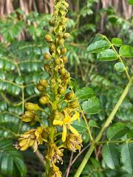 Image result for Guilandina bonduc