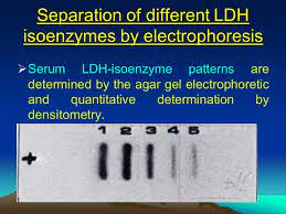 Serum Lactate Dehydrogenase Ppt Video Online Download