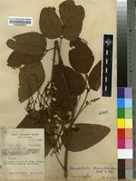 Image result for Adenodolichos