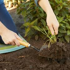 Crabgrass grows in clumps with stems joined to the center, resembling a crab. How To Get Rid Of Crabgrass Better Homes Gardens