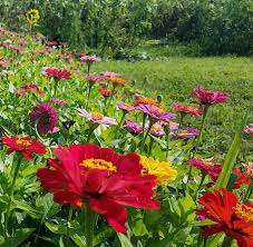 If you're wondering where flora is located in genshin impact, you've come to the right place. Pick Your Own Flowers The Farmyard