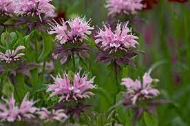 10 Different Varieties Of Bee Balm Monarda In 2020 Bee Balm Flower Bee Balm Types Of Bees