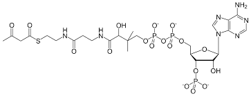 Coa offers such reception facilities as: Acetoacetyl Coa Wikipedia