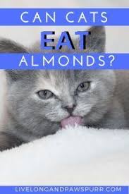 And what about the olives? Can Cats Eat Almonds Cats Cat Questions Vegan Cat