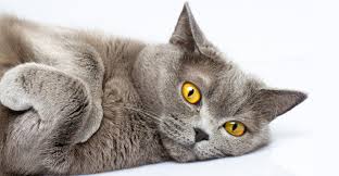 Domestic shorthair enthusiasts were concerned that its name was impeding the breed's potential success. British Shorthair A Complete Guide From The Happy Cat Site