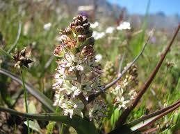 Image result for Wurmbea