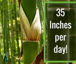 Bamboo Is The Fastest Growing Woody Plant In The World It Can Grow 35 Inches In A Single Day Burlap Bag Reusable Tote Bags Bamboo