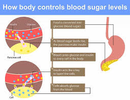 Both carbohydrates and fats, though often cited as carbohydrates are the body's main source of energy. Advantages Of A Low Carb Diet Plus A Free Meal Plan
