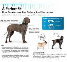 Watch the video explanation about how to correctly fit a prong collar online, article, story, explanation, suggestion, youtube. Herm Sprenger Ultra Plus Prong Dog Training Collar