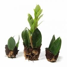Maybe you would like to learn more about one of these? Garden Instagramers In Plane Savill Garden Windsor Bretts Gardening Guide Nzb Home Depot Wire Mesh Screen The Tim Plants House Plants Propagating Plants