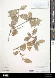 Image result for Maytenus undata