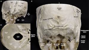 A cartilaginous mould begins to grow this is why raising your eyebrows can create the appearance that the back of the head is moving. Cureus Immersive Surgical Anatomy Of The Craniocervical Junction