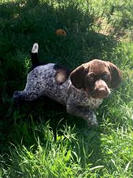 They are trained to be very friendly and are sure very good bird hunters, all are very healthy. Pointer Puppies For Sale California