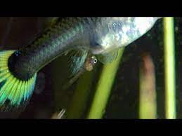 Guppy Giving Birth Part 1 Closeup Shot Youtube