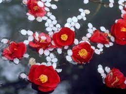 Camellias And Cherry Petals Jingoji Temple Kyoto Japan Photographic Print Allposters Com Kyoto Petals Sakura Tree