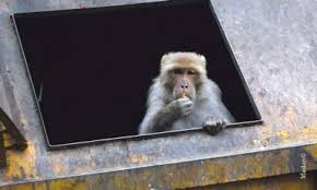 Check spelling or type a new query. Monkeys In The Garden Himachal Watcher