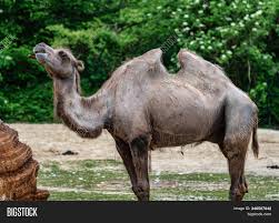 Camels only sweat when the outside. Bactrian Camels Image Photo Free Trial Bigstock