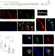 Exosome Reporter Mice Reveal The Involvement Of Exosomes In