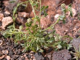Image result for Medicago laciniata