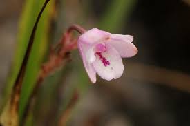 Image result for Polystachya dendrobiiflora