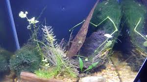 Do not feed your bettas flakes. Live Feeding Brine Shrimp To My Betta Youtube
