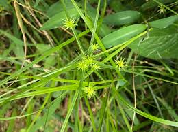 Image result for Cyperus clavinux