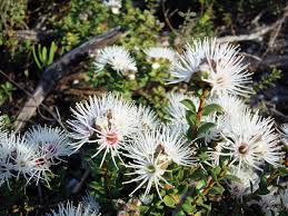One of the most glorious sights you can behold is a tree or shrub that has burst into a profusion of white flowers. Australian Native Plant Profile Muntries Kunzea Pomifera Dengarden
