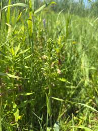 Image result for Bonatea antennifera