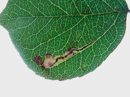 Image result for Stigmella malella