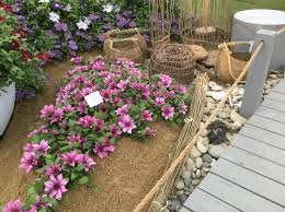 Marvelous in containers and for growing up an obelisk or over pergolas or arches. Raymond Evison Clematis Home Facebook