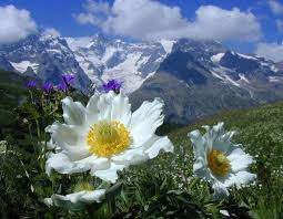 Snow Capped Mountains Alpine Plants Alpine Flowers Wildwood Flower