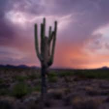 Search for Sex Offender | az.gov