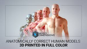 Our research indicates the feasibility of printing bone, muscle, and. Human Anatomy Models 3d Printed In Full Color By Mixed Dimensions Kickstarter