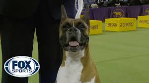 2019 wkc dog show winners. King Wins Best In Show At The 2019 Westminster Kennel Club Dog Show Fox Sports Youtube
